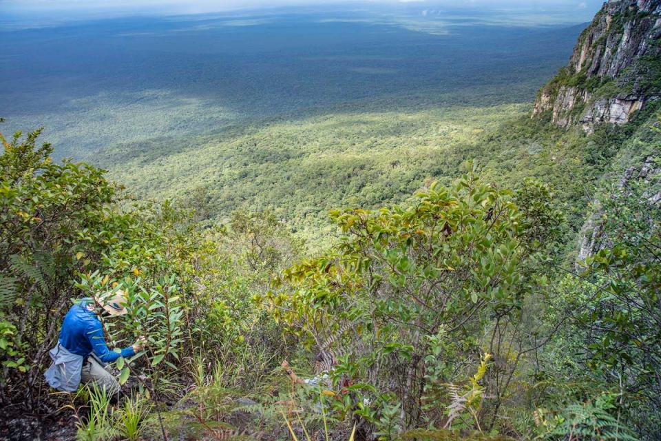 Exploring the pristine rainforest (Alex Robinson)