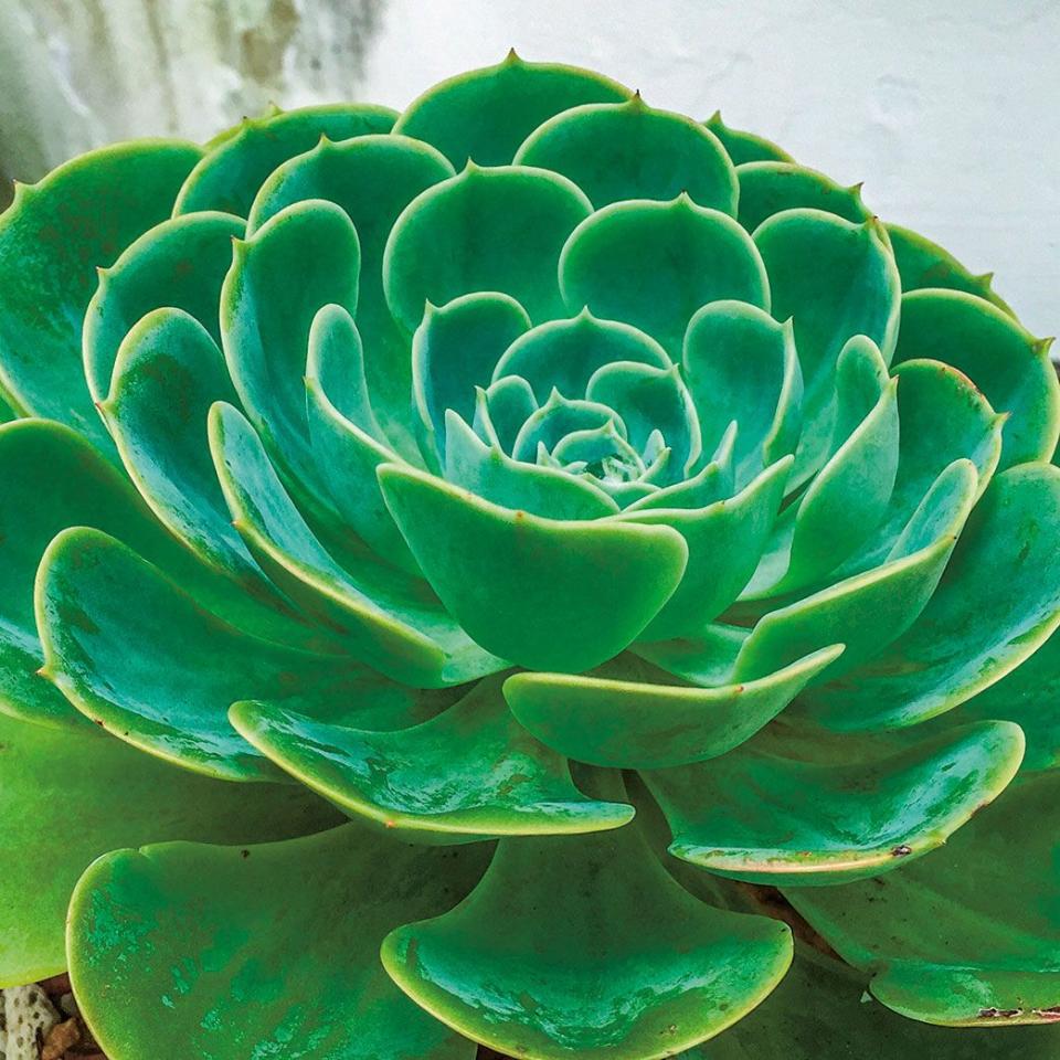 <p><strong>Common name:</strong> Mexican gem</p><p><strong>Light:</strong> Bright light</p><p><strong>Care: </strong>Keep slightly moist</p><p><strong>Tips: </strong>Cut off the offshoots and propagate them to prevent the pot from becoming overcrowded.</p><p><a class="link " href="https://go.redirectingat.com?id=127X1599956&url=https%3A%2F%2Fwww.crocus.co.uk%2Fplants%2F_%2Fecheveria-perle-von-nrnberg%2Fclassid.2000028205%2F&sref=https%3A%2F%2Fwww.housebeautiful.com%2Fuk%2Fgarden%2Fplants%2Fg151%2Fbest-plants-kids-bedrooms%2F" rel="nofollow noopener" target="_blank" data-ylk="slk:BUY NOW;elm:context_link;itc:0;sec:content-canvas">BUY NOW</a></p>