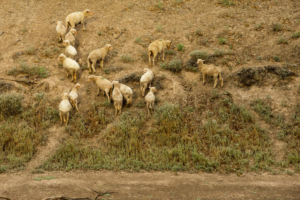 Las ovejas en las cercanías de un río que está seco en la cuenca del Murray-Darling. (Photo by Jenny Evans/Getty Images)