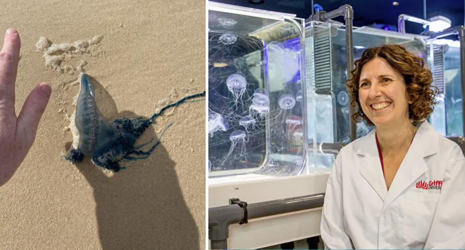 Left, a bluebottle can be seen on the beach. Right, Professor Kylie Pitt can be seen in a lab coat. 