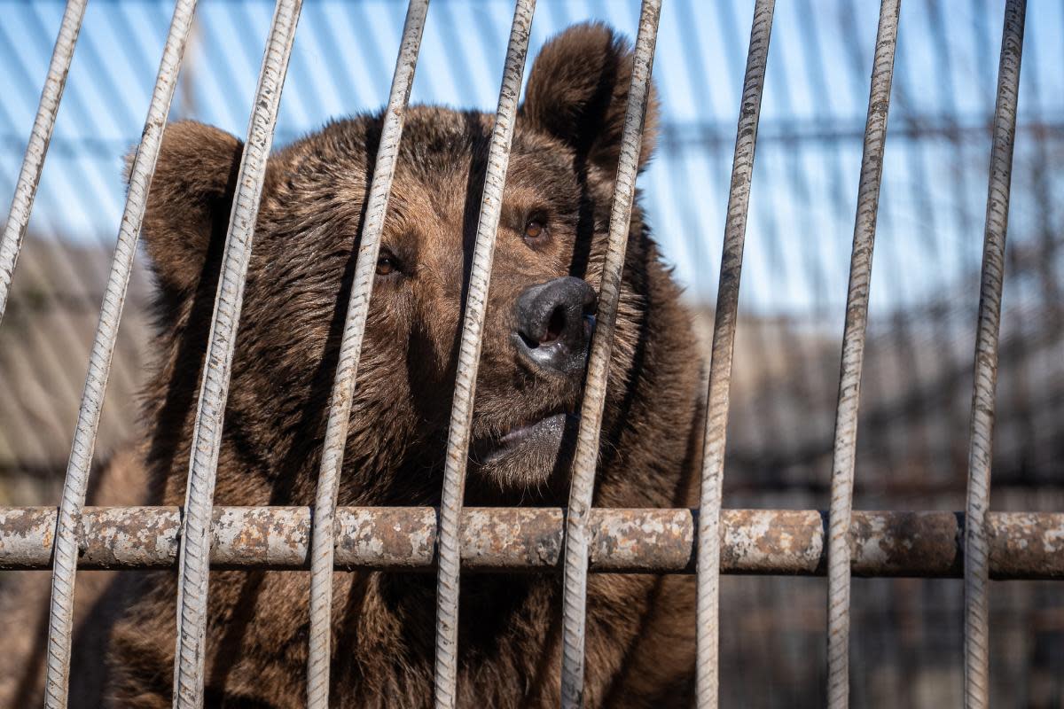 One of the bears in its current enclosure. <i>(Image: Wildheart Animal Sanctuary.)</i>