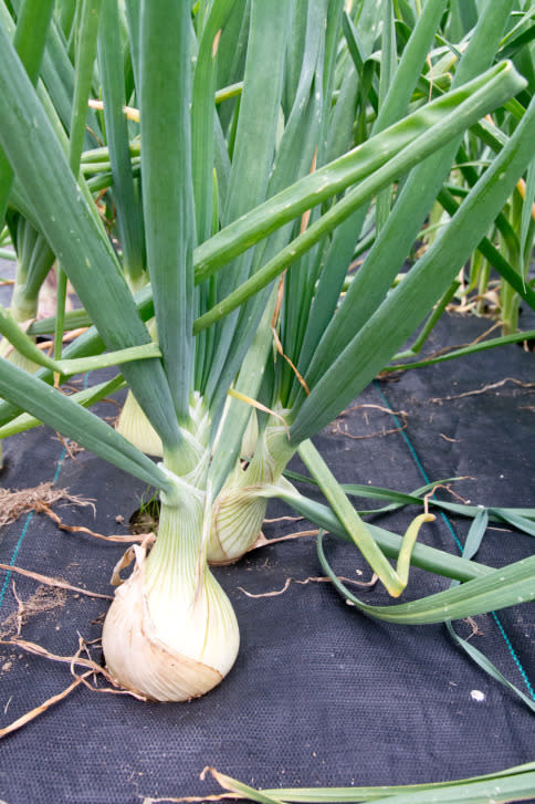 Plant cold-tolerant veggies