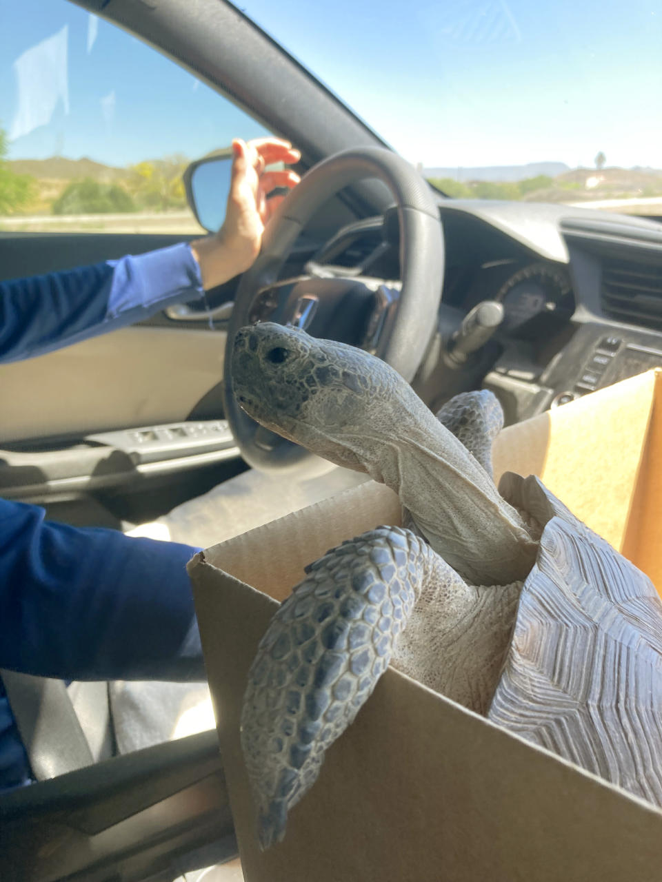 Dotty the desert tortoise pokes her head out on a car trip in Phoenix as she travels to her new home on April 29, 2023. The surprising warmth of these ancient cold-blooded creatures has made them popular pets for families with pet dander allergies and for retirees. (AP Photo/Alina Hartounian)
