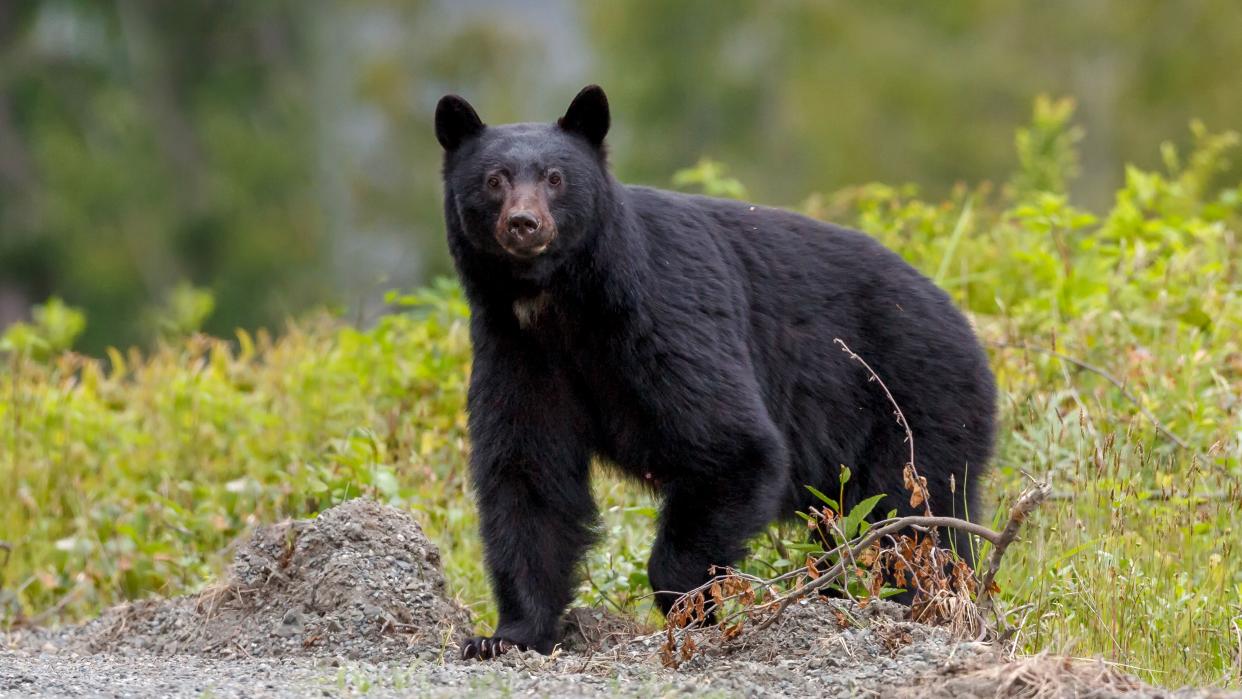 A black bear, not pictured, was killed in Massachusetts.