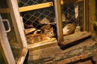 Cats sit by a window as they try to cool down on a hot and muggy night in Samara, Russia, July 3, 2018. REUTERS/Dylan Martinez