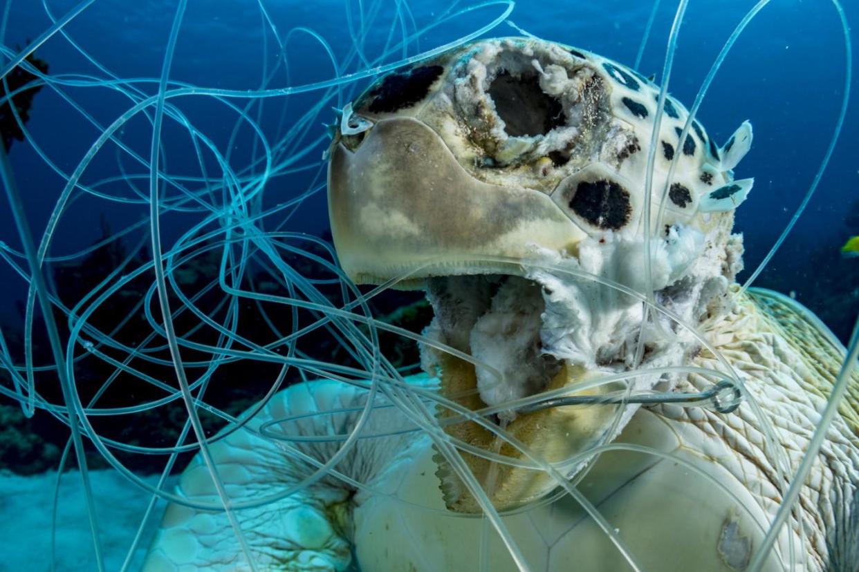 A turtle long dead trapped in fishing line in the Bahama, taken by Shane Gross: Shane Gross/SWNS