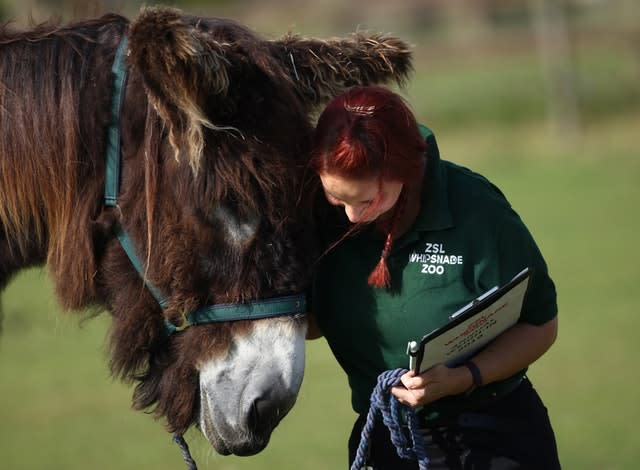 Annual weigh-in at Whipsnade Zoo