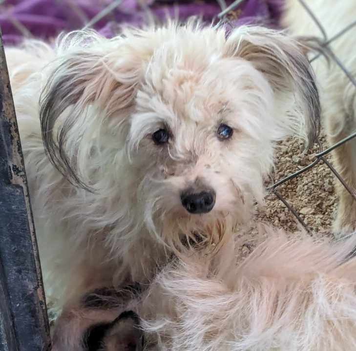 Nearly 30 animals saved from a hoarding situation in Pahrump. Photo Credit: A Path 4 Paws