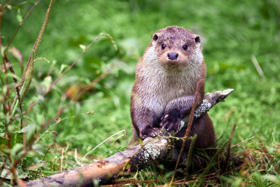 otter in cornwall