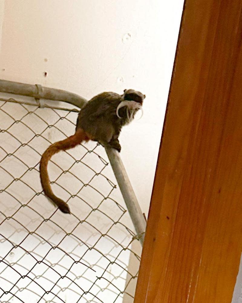 One of the two emperor tamarin monkeys is seen sitting on a railing in an abandoned home.