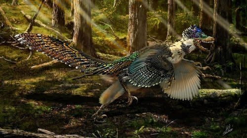 Well-preserved&nbsp;fossils found in China turned out to belong to a&nbsp;close relative of the Velociraptor. They&nbsp;suggest that&nbsp;real Velociraptors (not the "Jurassic Park" versions) were&nbsp;<a href="http://www.huffingtonpost.com/entry/new-dinosaur-china-velociraptor-feathers_55a925c7e4b04740a3dfc580">feathery and fluffy -- but just as lethal</a>&nbsp;as they've always been known to be.&nbsp;<br /><br />"The real Velociraptors," a paleontologist said, "would have been feathery, fluffy, winged Chickens from Hell." <br /><br />While&nbsp;Zhenyuanlong suni may have had a set of birdlike wings, it&nbsp;was too short to fly and was likely used for show and egg protection.