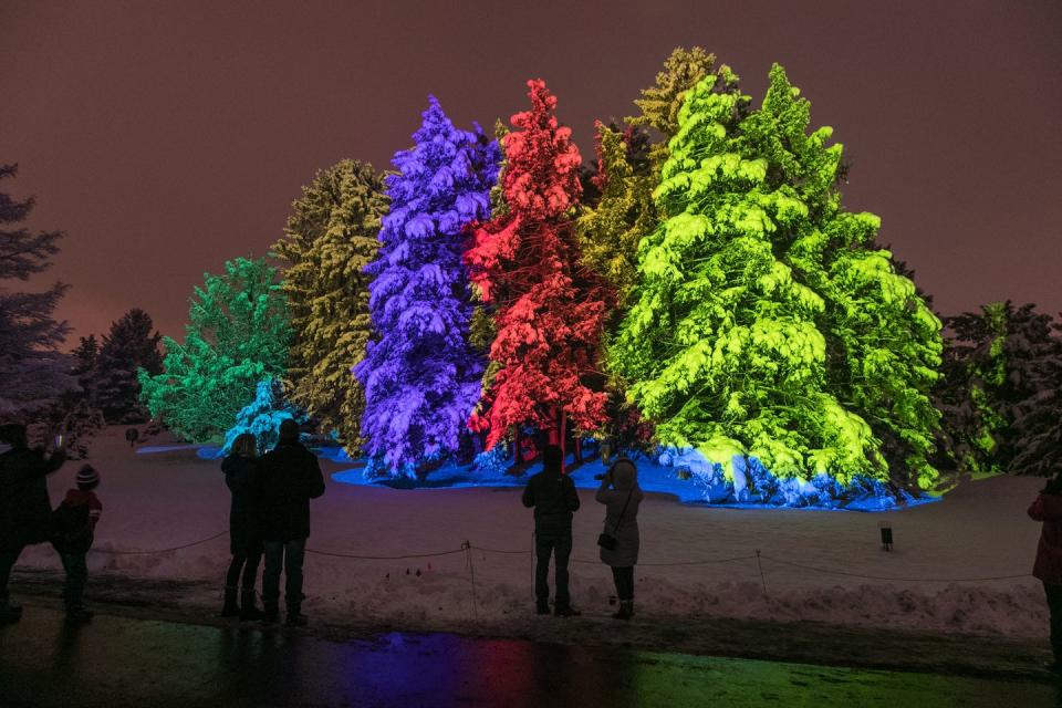 tall evergreens in distance lit by green, red, blue floodlights, with the silhouette of people in the foreground