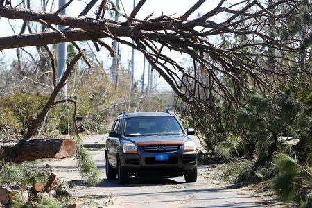 A driver steers through the trees toppled by Hurricane Michael in Parker, Florida, U.S., October 13, 2018. REUTERS/Terray Sylvester