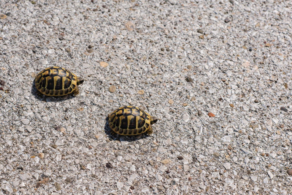 two turtles running on the road
