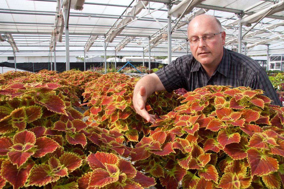 Dr. David Clark, professor environmental horticulture is pictured with Gator Glory Coleus plants.