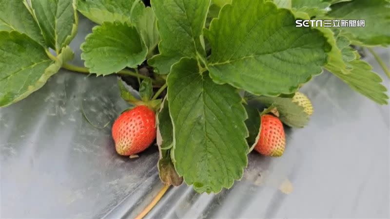 苗栗縣大湖鄉草莓近期傳出遭病菌感染，產量恐大減。