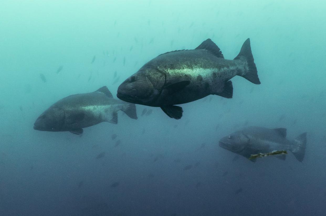 <span class="caption">Giant sea bass are listed as a critically endangered species. </span> <span class="attribution"><span class="source">Maru Brito</span>, <a class="link " href="http://creativecommons.org/licenses/by-nd/4.0/" rel="nofollow noopener" target="_blank" data-ylk="slk:CC BY-ND;elm:context_link;itc:0;sec:content-canvas">CC BY-ND</a></span>