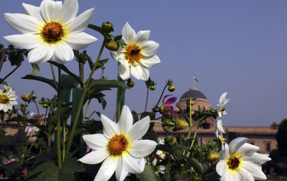 FILE - Bees hover over flowers in bloom at the Mughal gardens, in New Delhi, India, Feb. 11, 2021. A new study finds that changes in the climate and land use are combining to dramatically shrink the numbers of insects pollinating key tropical crops and plants. (AP Photo/Manish Swarup, File)