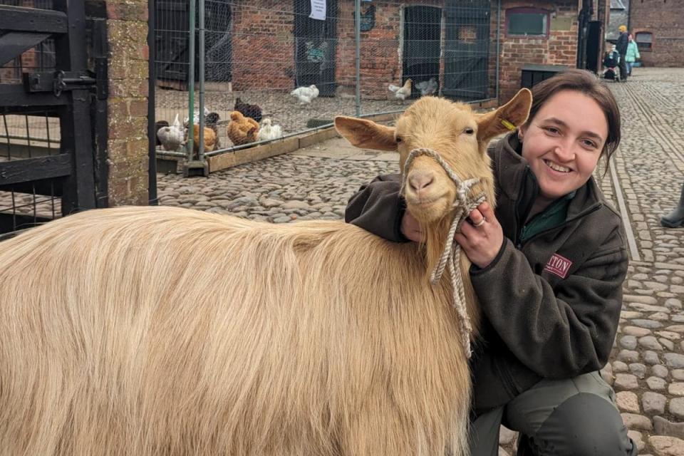 Emily the goat loves people, but really hates the rain, says Tatton Park Farm aminal keeper Hannah Booth <i>(Image: Newsquest)</i>