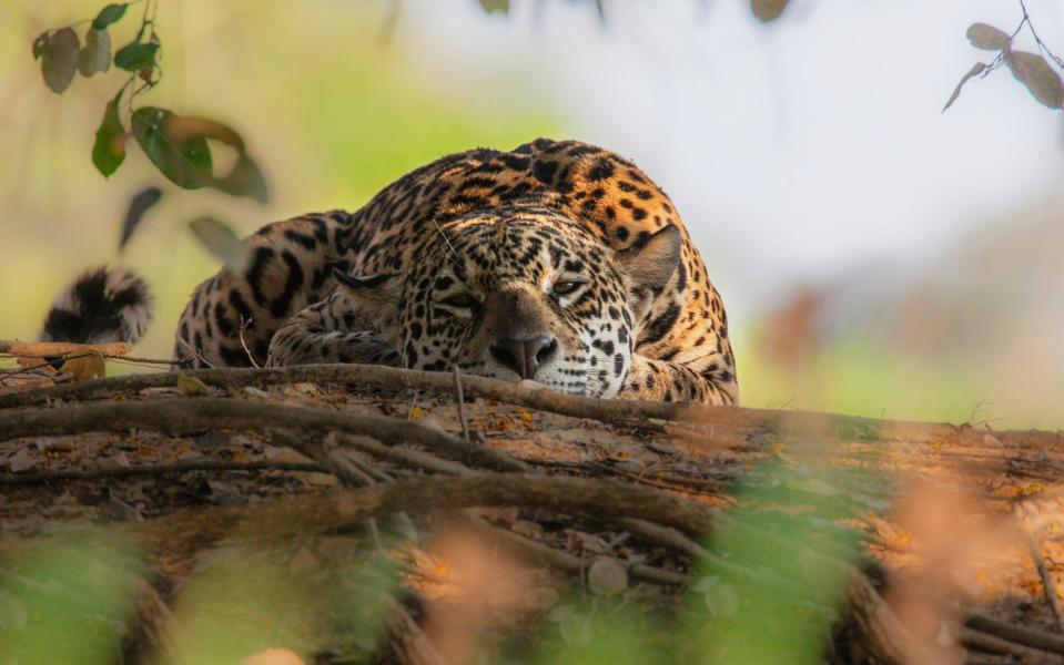 A jaguar in the Pantanal - Getty