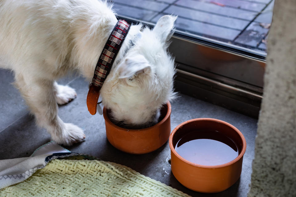 white dog eating and drinking from a bowl indoors