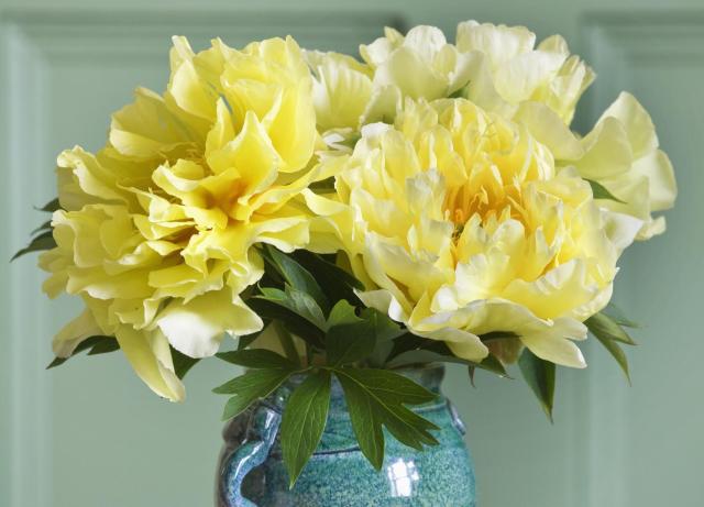 Peony Flowers Symbolism and Colour Meaning - Flower Station