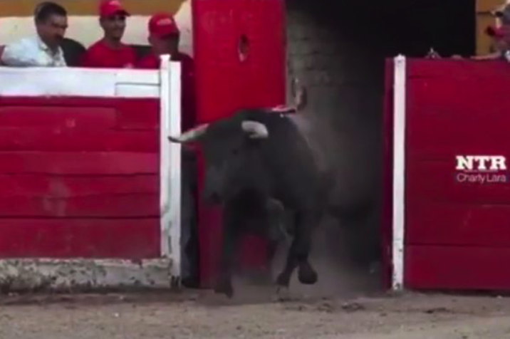 The bulls escaped during a fight in Mexico (Picture: NTR TOROS / Charly Lara)