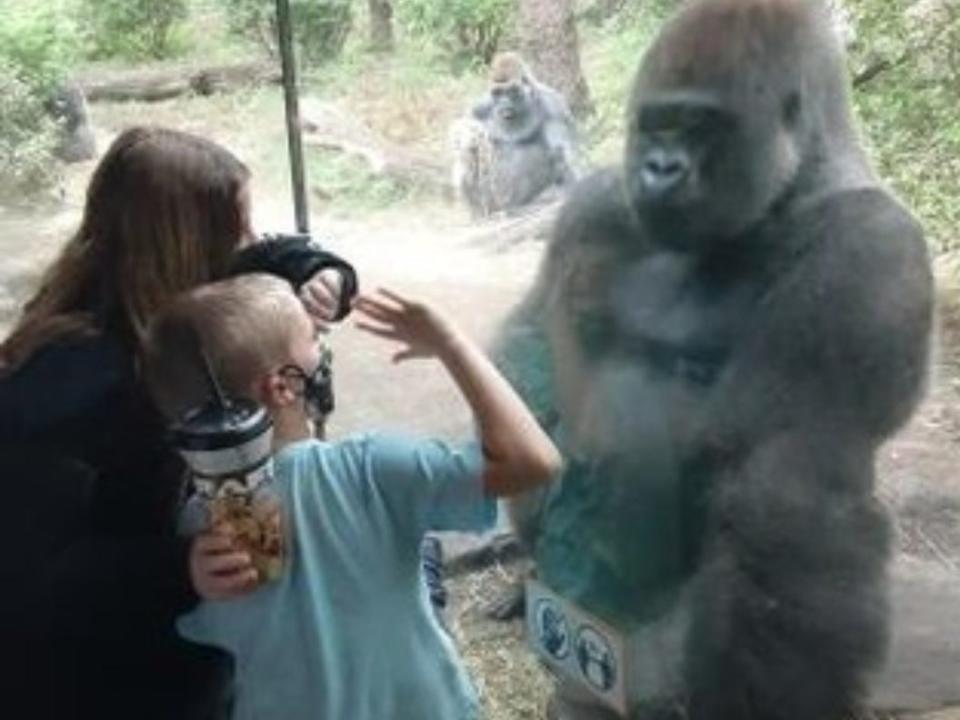 The gorilla enclosure at the Bronx Zoo is fascinating for kids.