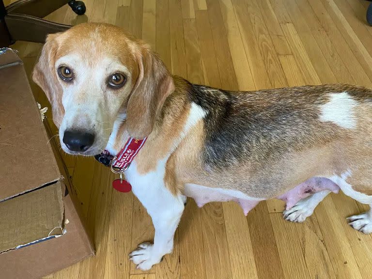 Momma Mia, una de los 4000 beagles rescatados de las instalaciones de cría de Envigo en Cumberland, Virginia, después de informes de maltrato