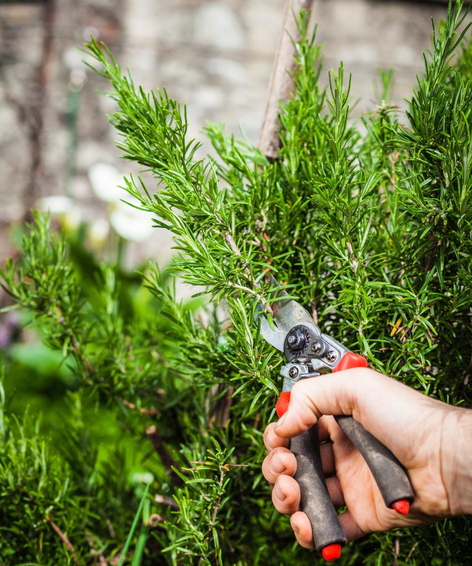 A rosemary bush being pruned using pruning shears