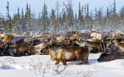 Herd reindeer in Siberia - Credit: istock