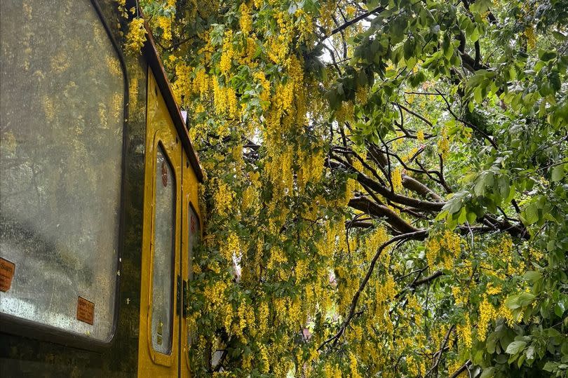 Tree falls onto Metro train near Whitley Bay station