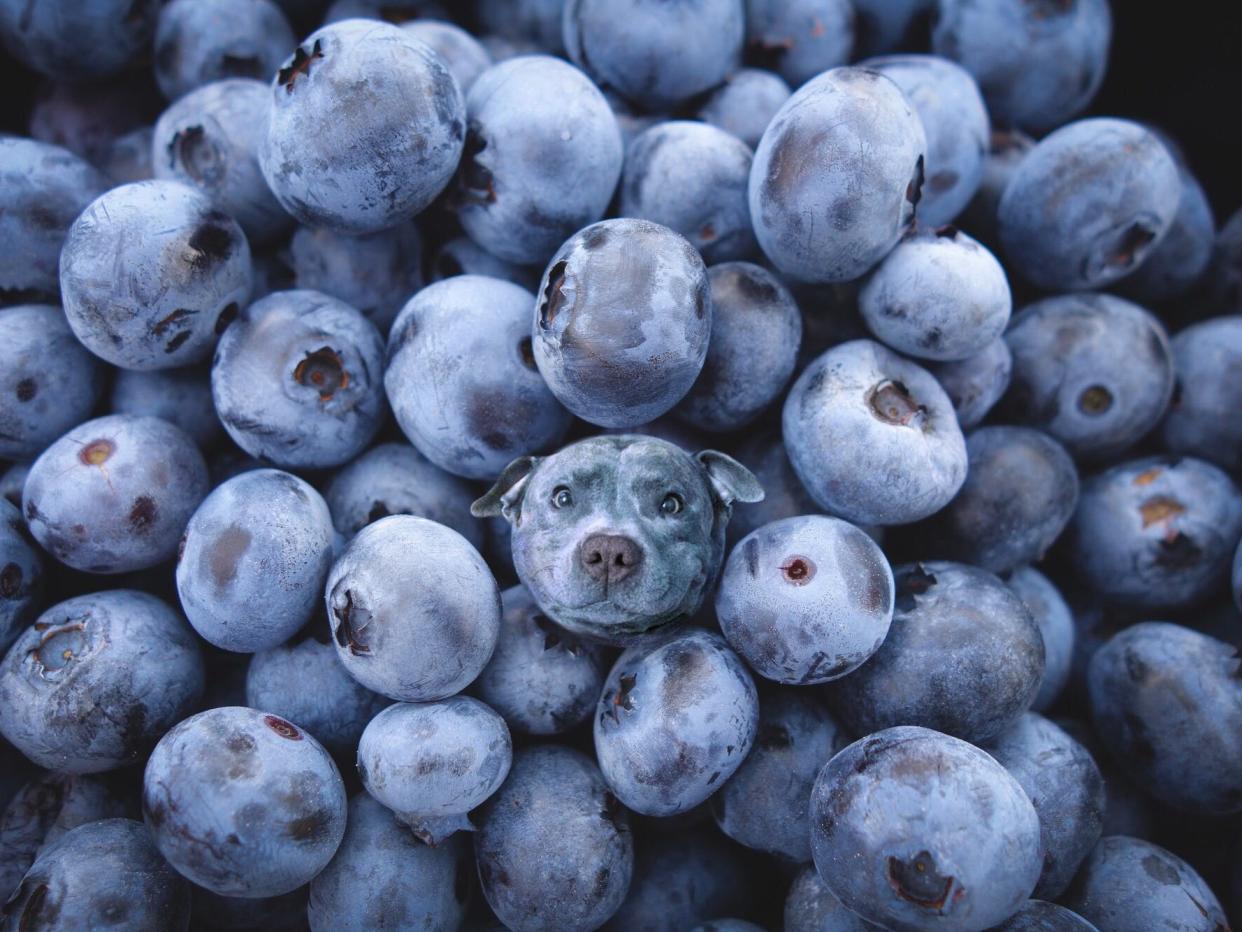 dogs in food blueberry