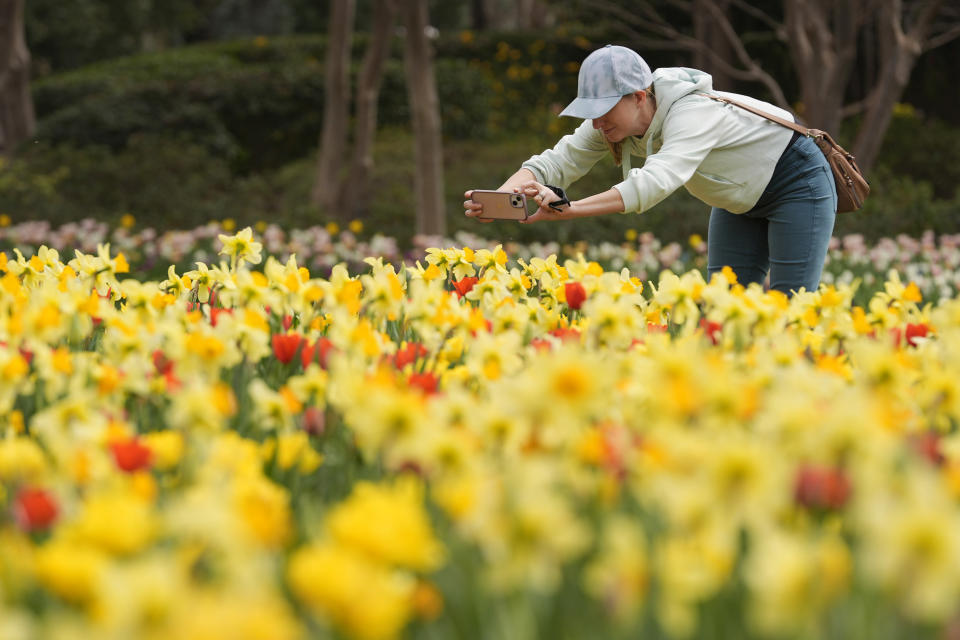 FILE - Dori Wright makes photos of flowers blooming during warm water at the Dallas Arboretum and Botanical Garden in Dallas, Feb. 27, 2024. Federal meteorologists on Friday, March 8, have made it official: It's the warmest U.S. winter on record by far. (AP Photo/LM Otero, File)