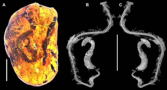 (left) the snake skeleton within the amber. (middle) a  dorsal view of skeleton, synchrotron x-ray micro–computed tomography image. (right) a ventral view of the skeleton.