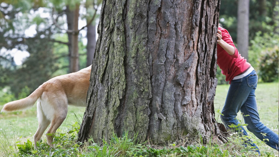 Dog playing with owner