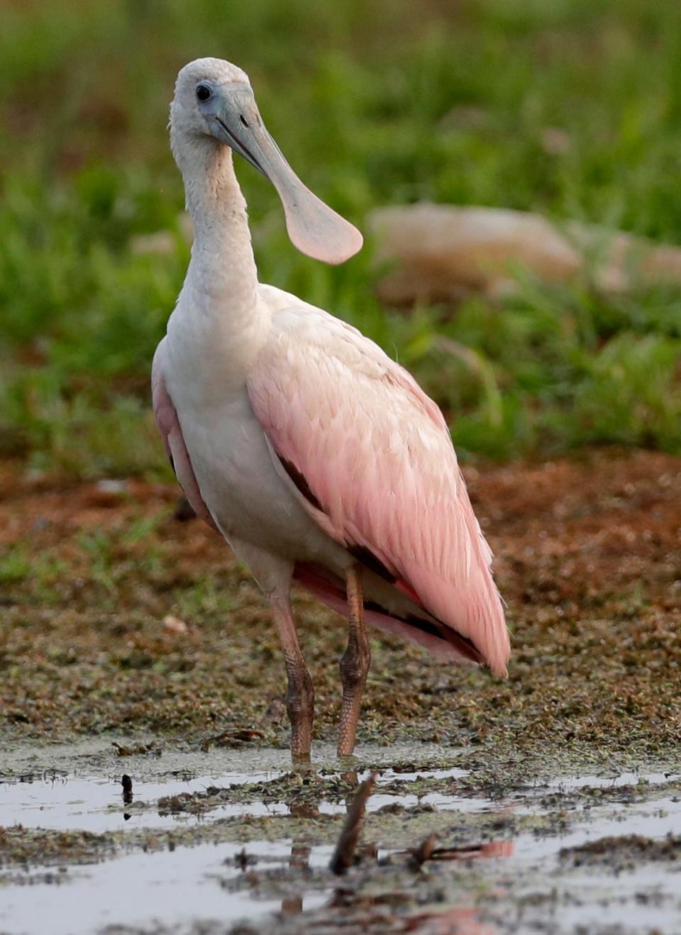 A roseate spoonbill pictured at Ken Euers Nature Area on July 31, 2023, in Green Bay, Wis. The bird, common in Florida, Texas and South America, hasn't been seen in Wisconsin in 178 years.