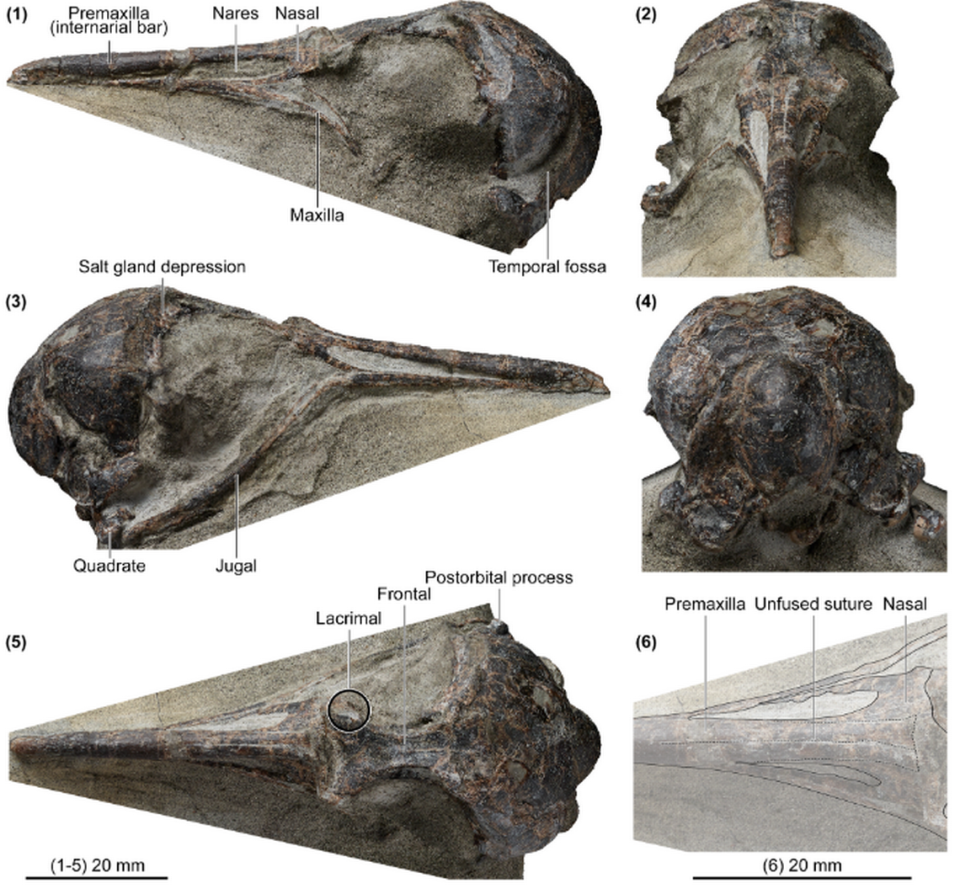 The two fossilized skulls were found on the North Island of New Zealand, researchers said.