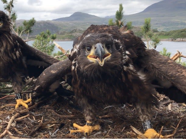 <p>Young white-tailed eagles in a nest in Scotland</p> (Ken Hill Estate)