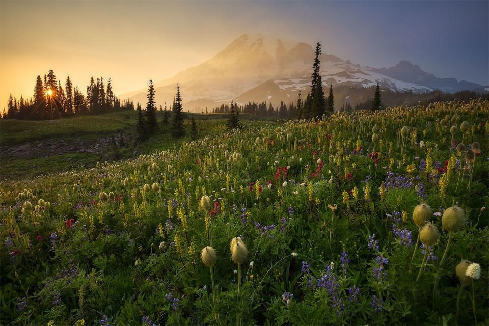 <p>Wild flowers stand tall in Mount Rainier National Park, Washington // Date unknown</p>