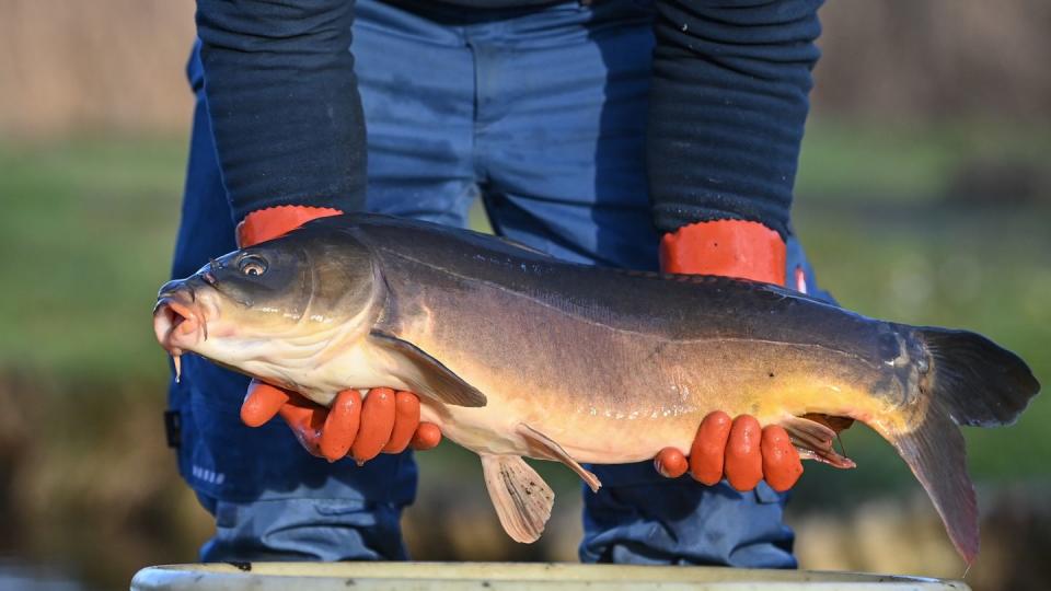 Ein Fischer der Fischerei Köllnitz am Groß Schauener See zeigt einen seiner Karpfen.