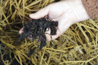 In this image from video, Yoshiko Ogura, 73, holds fermented indigo leaves she grows at her studio for making organic indigo dye in Minamisoma, Fukushima Prefecture, northeastern Japan, on Feb. 20, 2021. After the Fukushima nuclear plant disaster a decade ago, nearby farmers weren't allowed to grow crops for two years because of radiation. After the restriction was lifted, two farmers in the town of Minamisoma found an unusual way to rebuild their lives and help their destroyed community. Kiyoko Mori and Yoshiko Ogura planted indigo and soon began dying fabric with dye produced from the plants. (AP Photo/Chisato Tanaka)