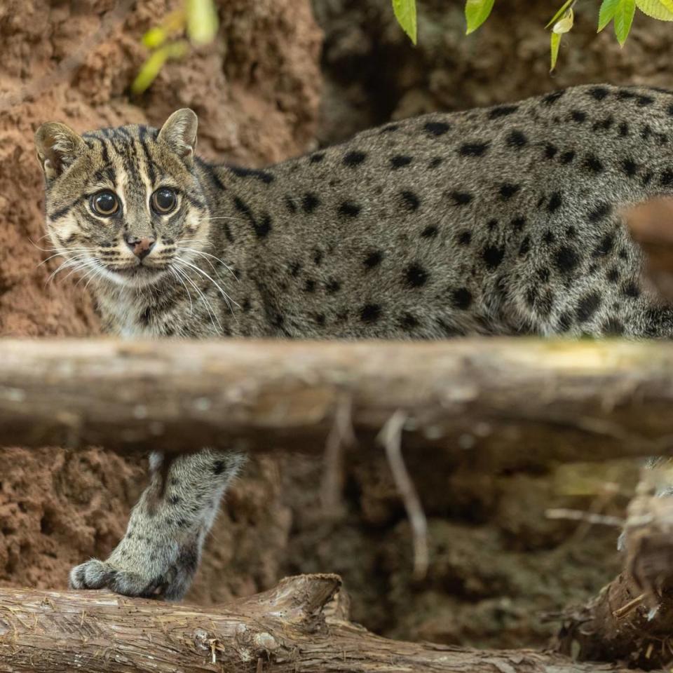 Fishing cats, native to South and Southeast Asia, are considered endangered, researchers said.