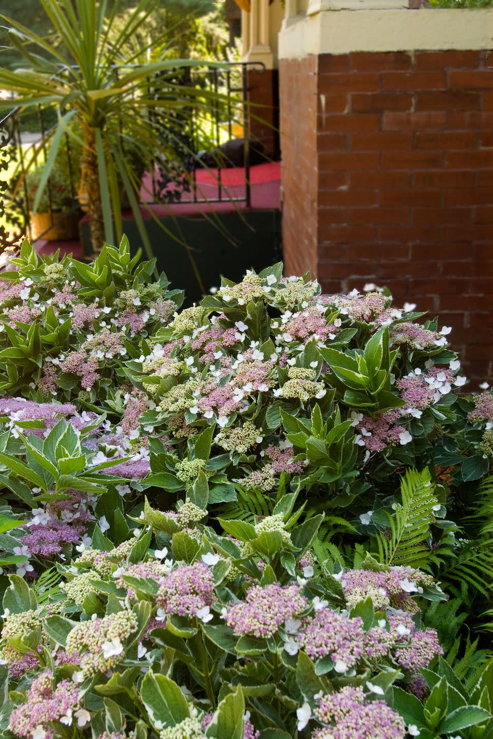 Flower, Flowering plant, Plant, Hydrangeaceae, Hydrangea, Garden, Shrub, Groundcover, Cornales, Annual plant, 