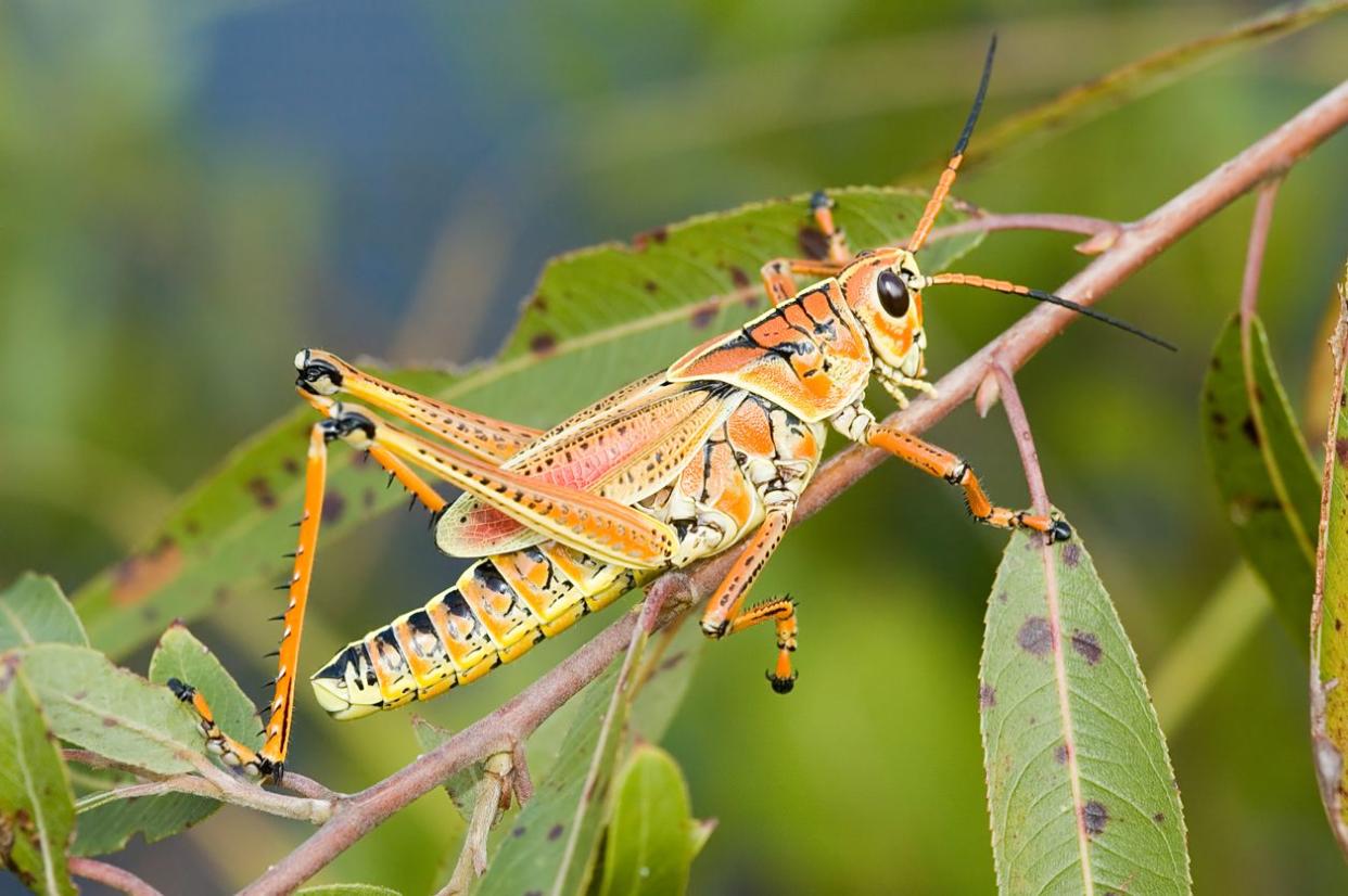 A red locust in the Florida Everglades.See my South Florida Images: