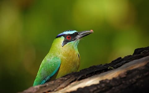 Birdlife in Belize - Credit: ondrejprosicky - Fotolia