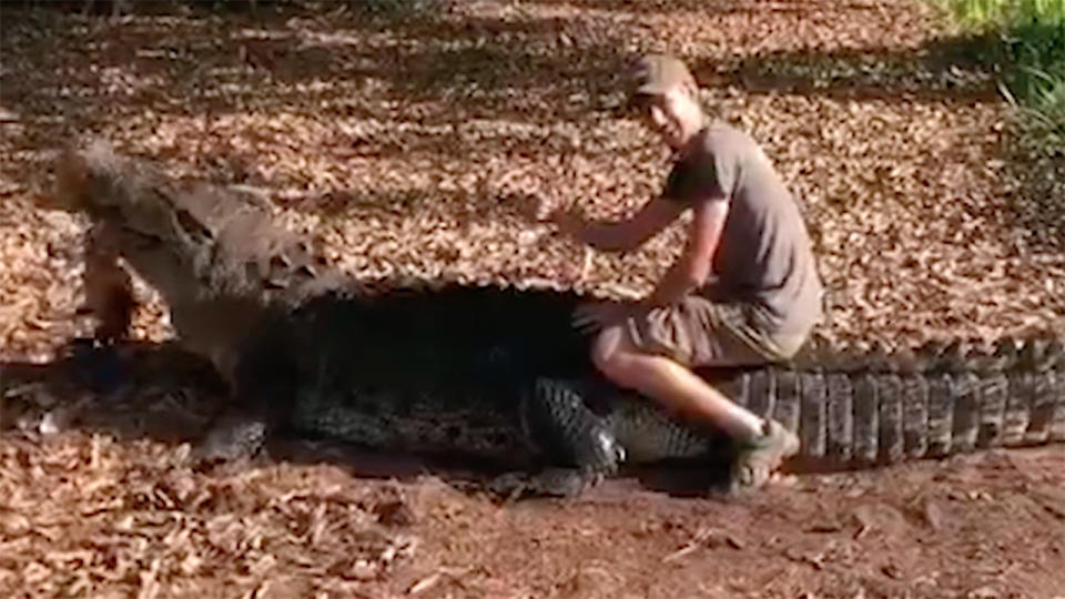 Niels Jensen fed the saltwater croc a wallaby carcass and then climbed on its back. Source: Caters