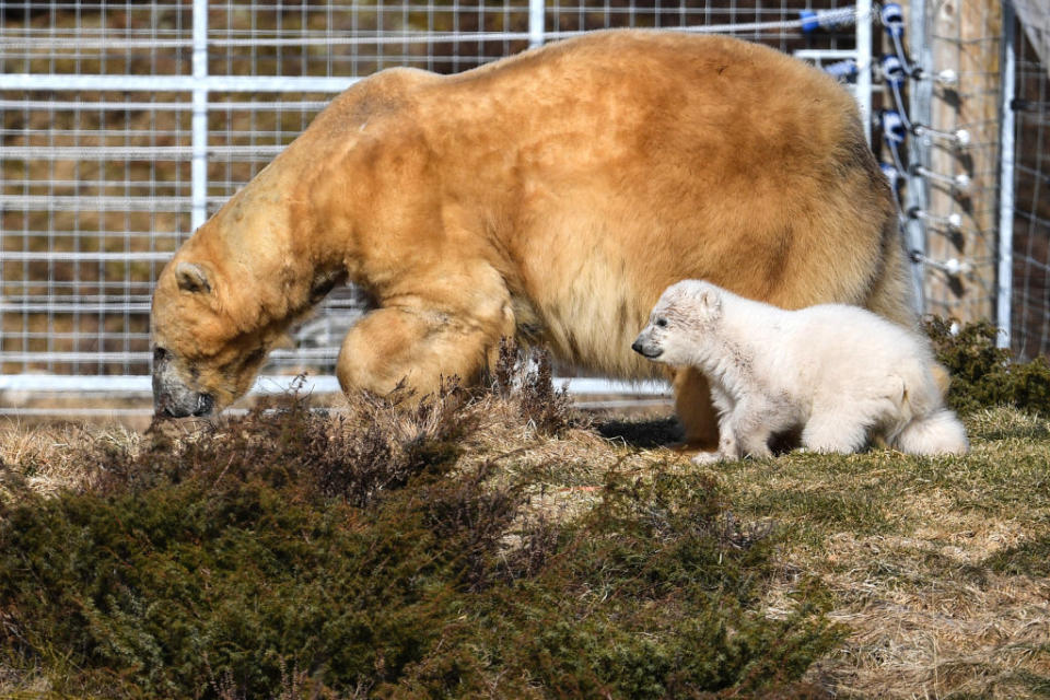 First polar bear born in the UK in 25 years
