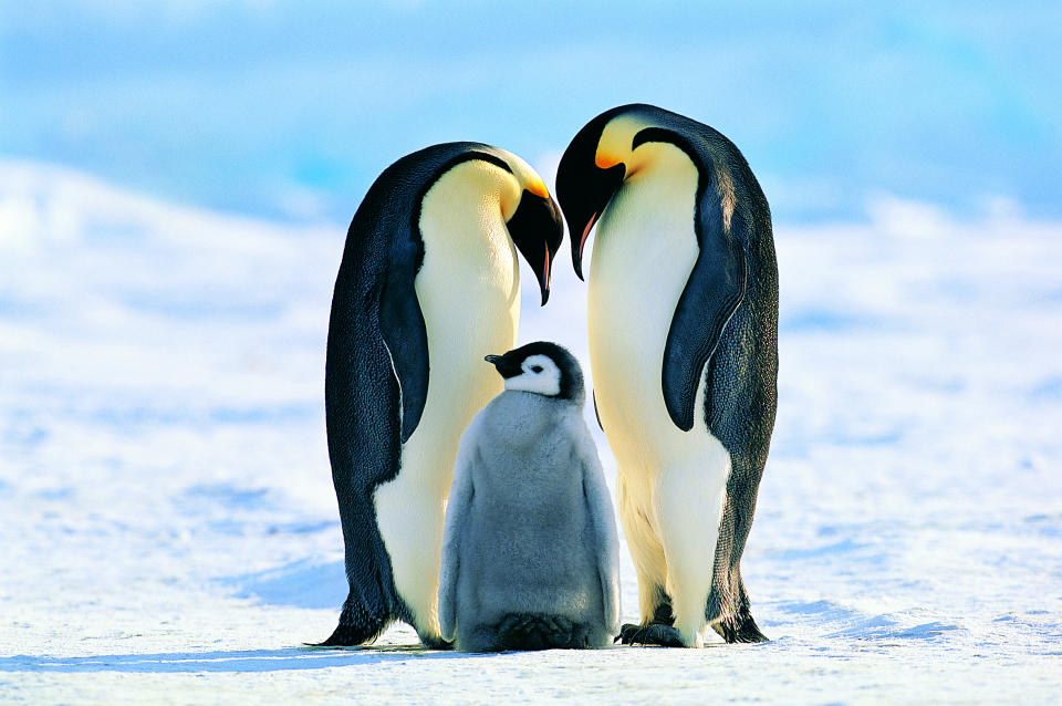 Emperor Penguin (Aptenodytes forsteri)