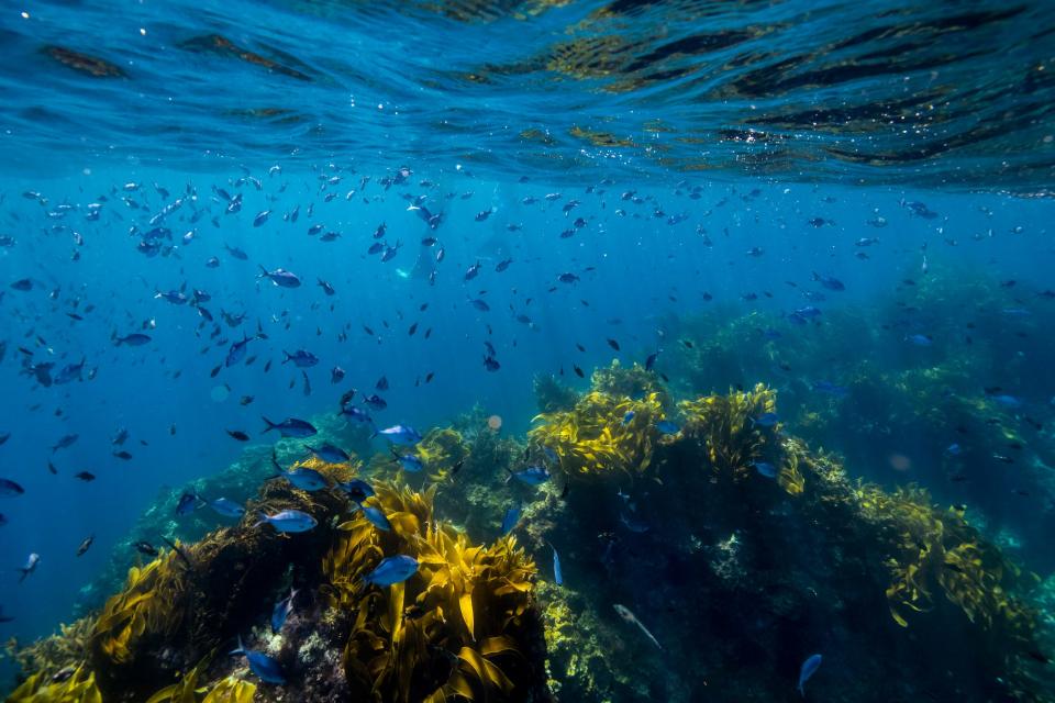 The Poor Knight's Islands are part of a marine reserve where marine wildlife is protected.